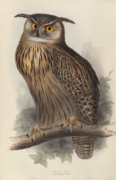 Bubo maximus de Edward Lear